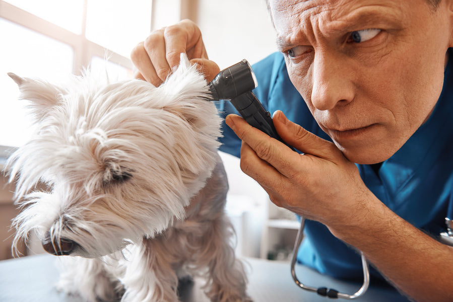 Earwax in dogs and cats: What you need to know and tips for removal