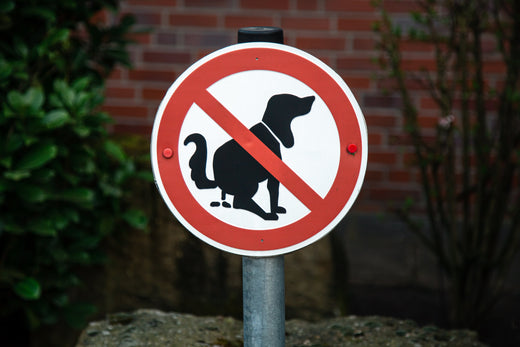 Recognizing Diarrhea in Dogs: Signs, Causes and First Aid